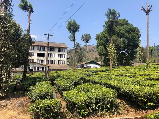 Tea 3